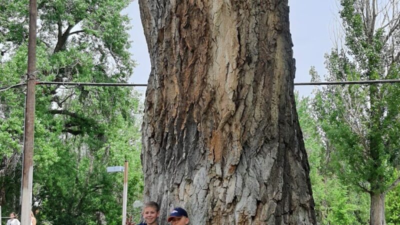 Shooks Park - Colorado Springs, CO