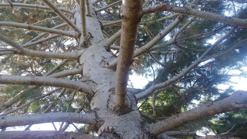 Springs Ranch Park - Colorado Springs, CO