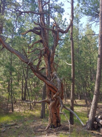 The Pineries Open Space - Colorado Springs, CO