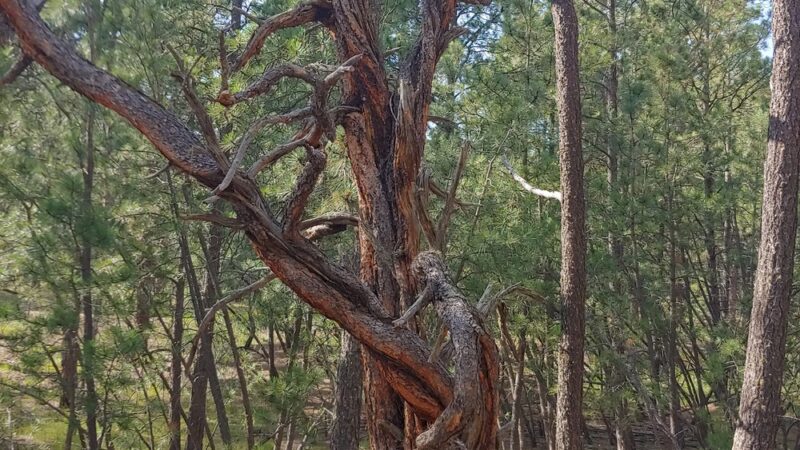 The Pineries Open Space - Colorado Springs, CO