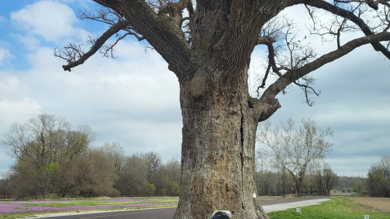 Eagle Bluffs Overlook Trailhead - Columbia, MO