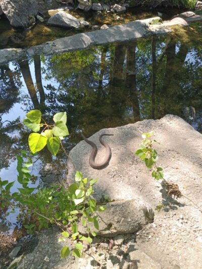 MKT Nature & Fitness Trail - MKT Plaza Access - Columbia, MO