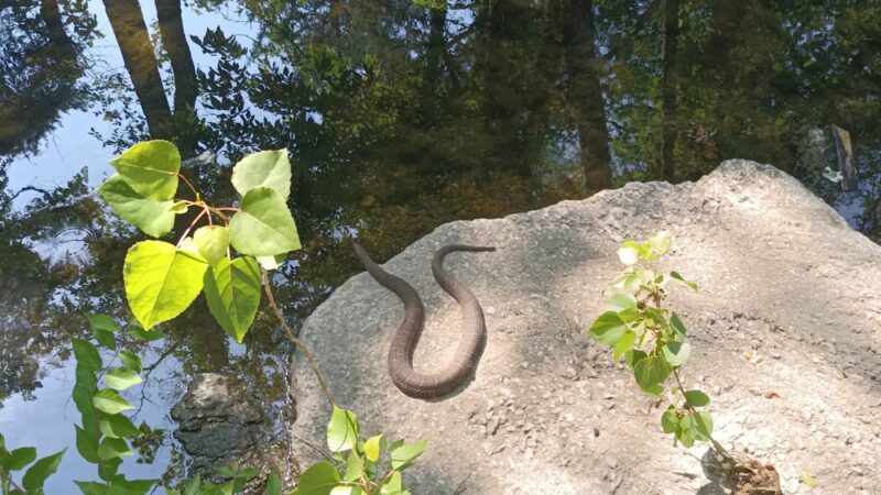 MKT Nature & Fitness Trail - MKT Plaza Access - Columbia, MO