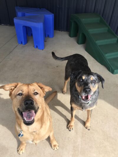 Noble Dog Lodge - Columbus, NC
