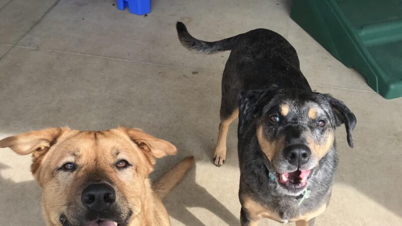Noble Dog Lodge - Columbus, NC