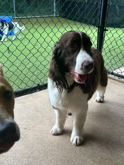 Noble Dog Lodge - Columbus, NC