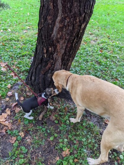 Wheeler Memorial Park - Columbus, OH