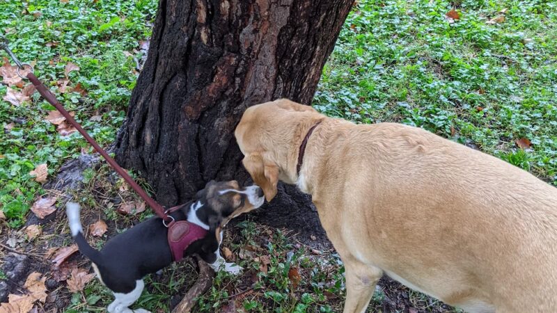 Wheeler Memorial Park - Columbus, OH