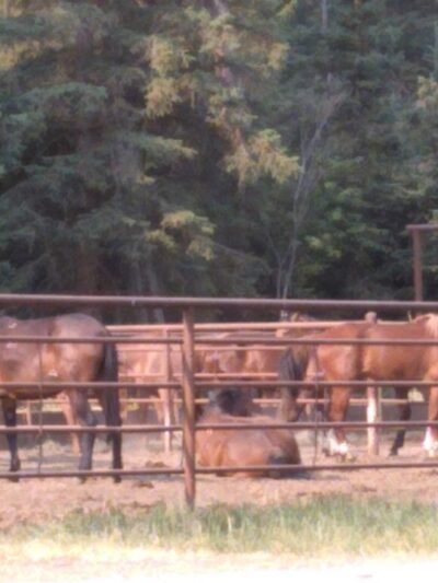 Owl Creek Packer Camp Trailhead - Condon, MT