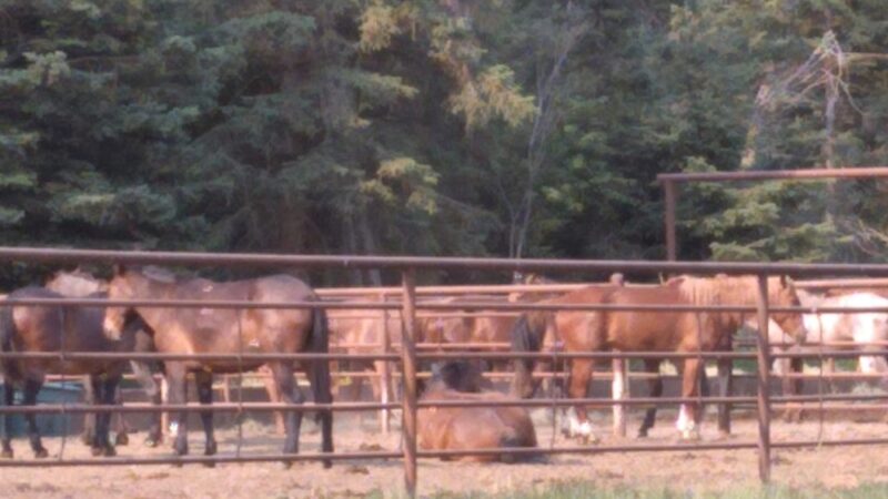 Owl Creek Packer Camp Trailhead - Condon, MT