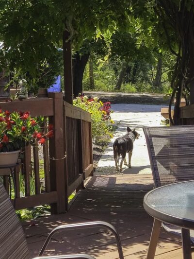 Lucky Dog Café - Confluence, PA