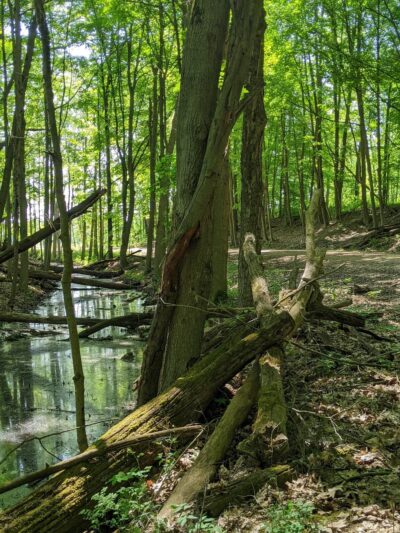Ernst Nature Trail - Conneaut Lake, PA