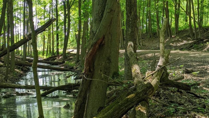 Ernst Nature Trail - Conneaut Lake, PA