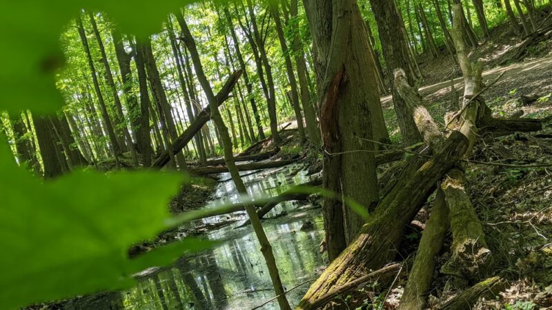 Ernst Nature Trail - Conneaut Lake, PA