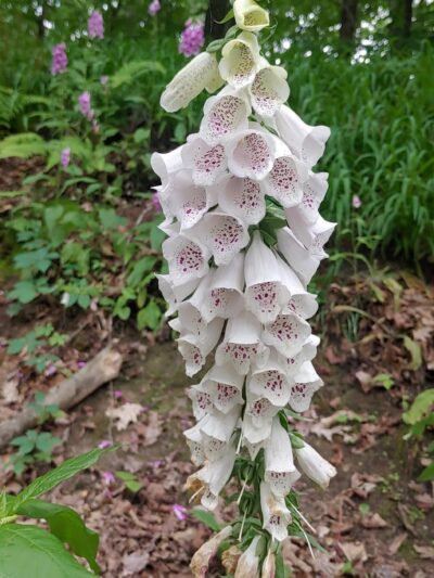 Ernst Trail McMichael Rd / Brown Hill Road Trailhead - Conneaut Lake, PA