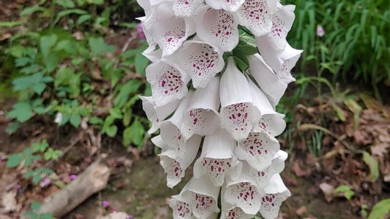 Ernst Trail McMichael Rd / Brown Hill Road Trailhead - Conneaut Lake, PA