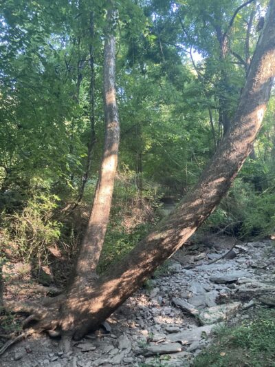 Wells Street Trail - Conshohocken, PA