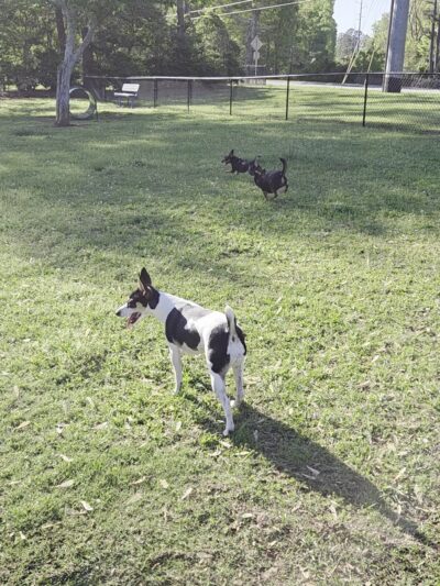 East View Park & Dog Park - Conyers, GA