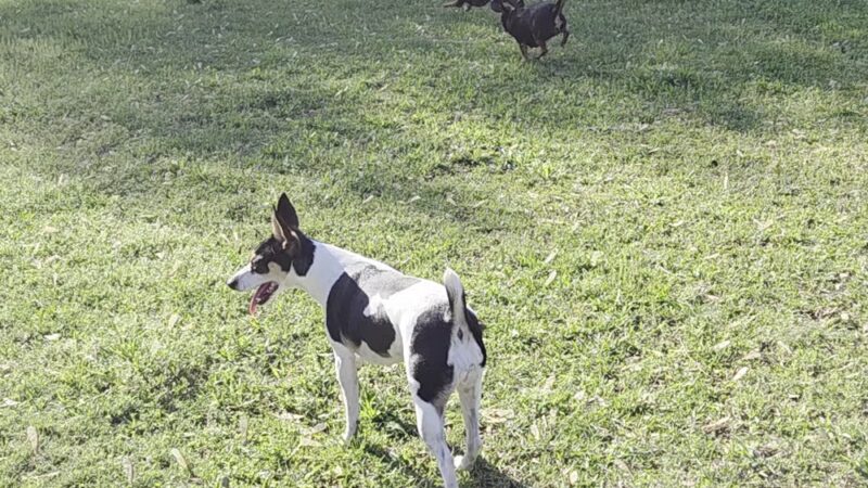 East View Park & Dog Park - Conyers, GA