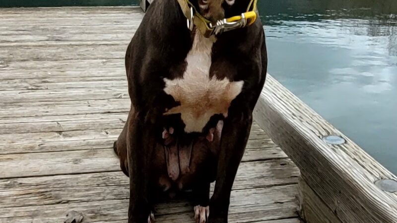 Marina Park - Cook, WA