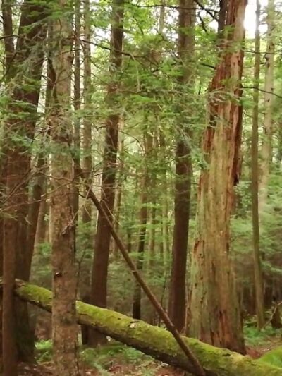 Cook Forest State Park Office - Cooksburg, PA