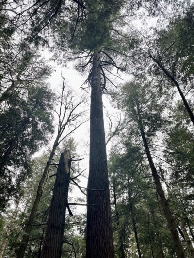Cook Trail Trailhead - Cooksburg, PA