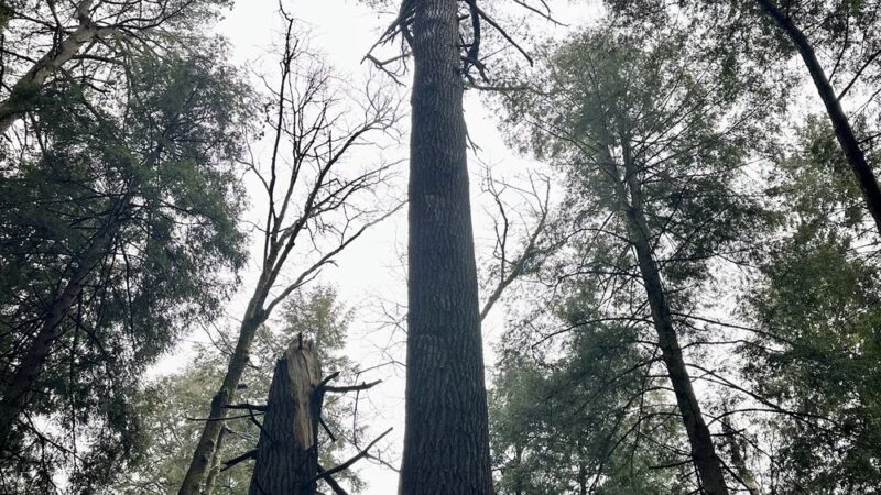 Cook Trail Trailhead - Cooksburg, PA