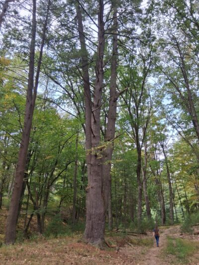 Cook Trail Trailhead - Cooksburg, PA