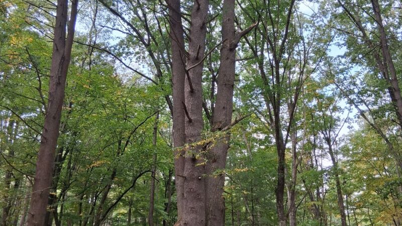 Cook Trail Trailhead - Cooksburg, PA