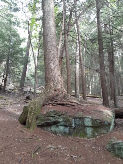 Cook Trail Trailhead - Cooksburg, PA