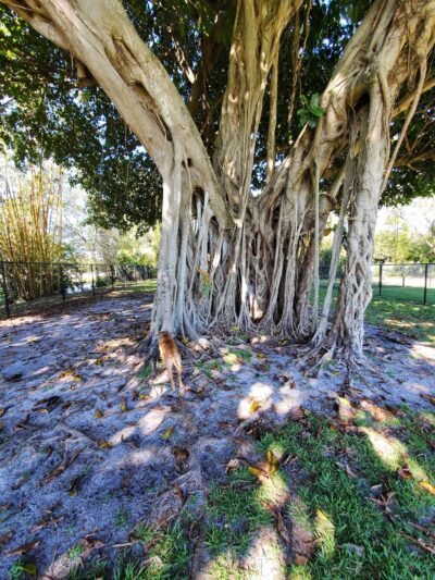 Christie Schafale Dog Park - Cooper City, FL