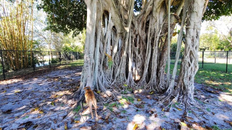 Christie Schafale Dog Park - Cooper City, FL