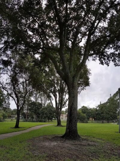 Christie Schafale Dog Park - Cooper City, FL