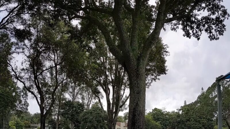 Christie Schafale Dog Park - Cooper City, FL