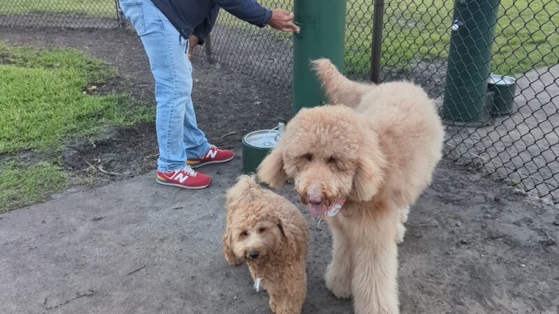Cooper City Dog Park - Cooper City, FL
