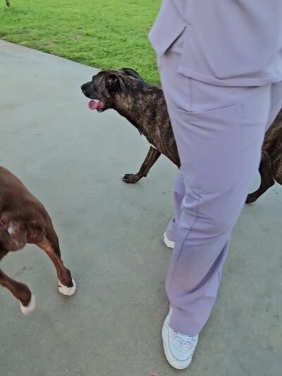 Flamingo Park - Cooper City, FL