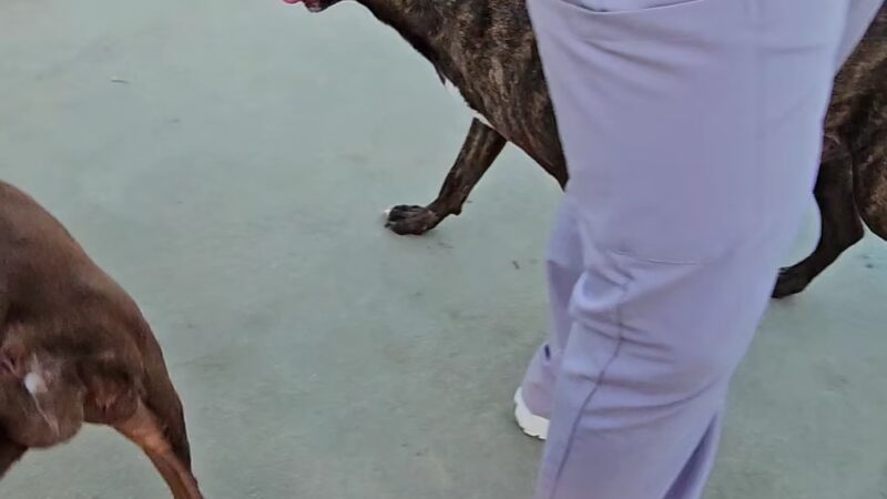 Flamingo Park - Cooper City, FL