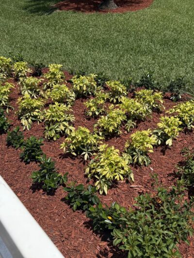 Flamingo Park - Cooper City, FL