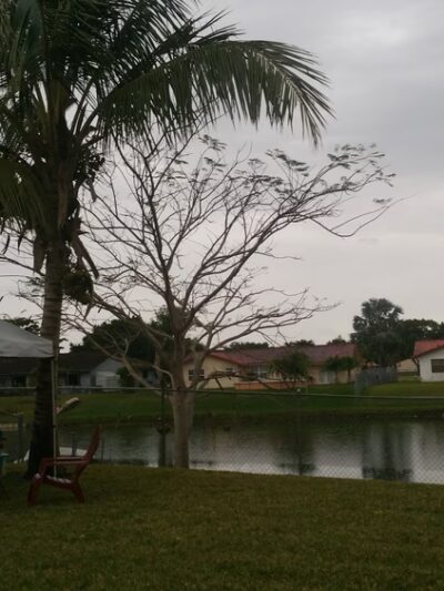 Forest Lake Park - Cooper City, FL
