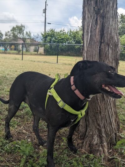 Raising Cane's dog park - Copperas Cove, TX