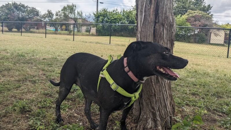 Raising Cane's dog park - Copperas Cove, TX