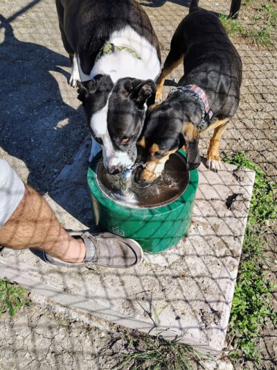 Raising Cane's dog park - Copperas Cove, TX