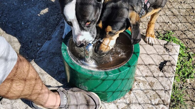 Raising Cane's dog park - Copperas Cove, TX
