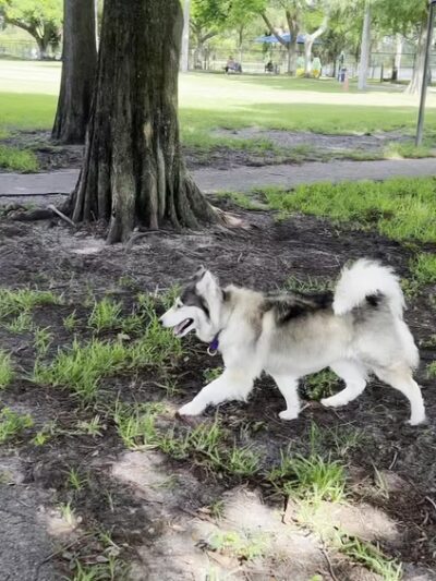 Dr. Steven G. Paul Dog Park - Coral Springs, FL