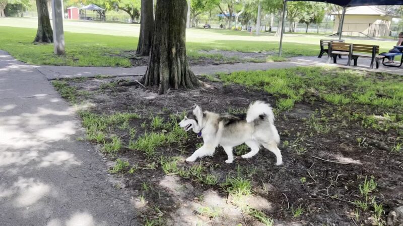 Dr. Steven G. Paul Dog Park - Coral Springs, FL