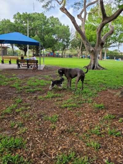 Dr. Steven G. Paul Dog Park - Coral Springs, FL