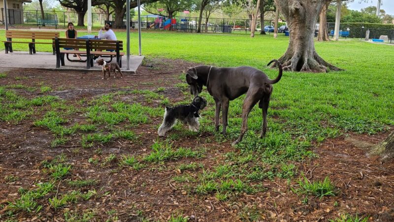 Dr. Steven G. Paul Dog Park - Coral Springs, FL