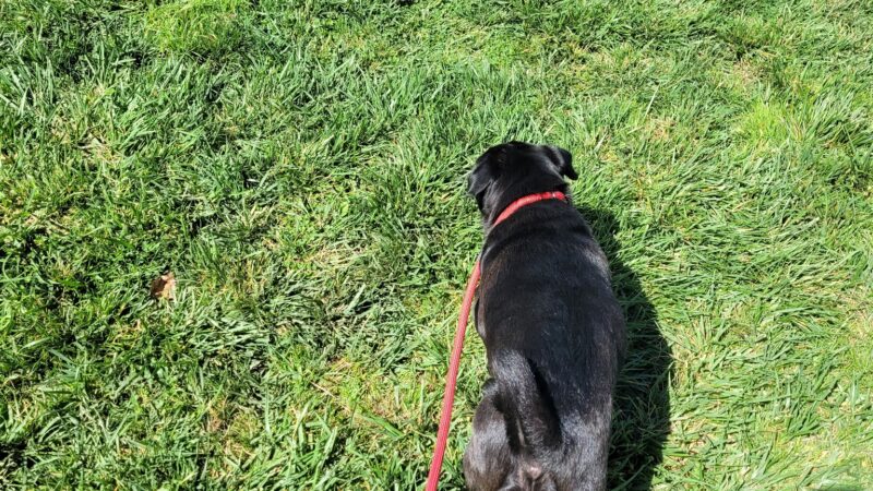 Cornelius Dog Park - Cornelius, OR