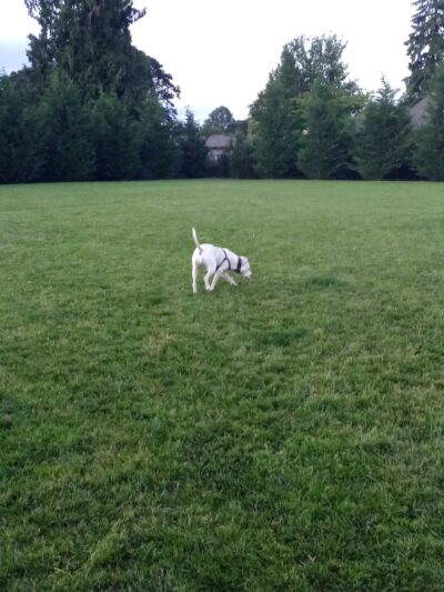 Cornelius Dog Park - Cornelius, OR