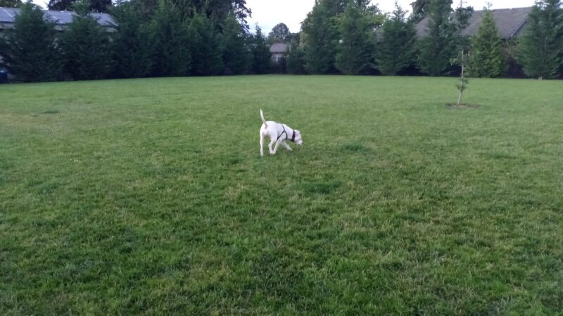 Cornelius Dog Park - Cornelius, OR